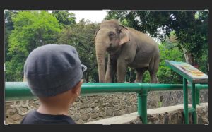 image foto gajah