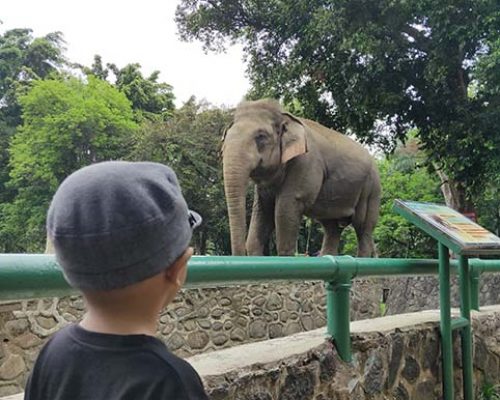 Foto Gajah Sumatera di Ragunan